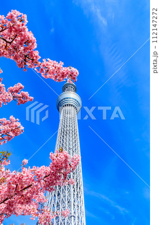 【季節の都市風景】東京スカイツリーと河津桜 112147272