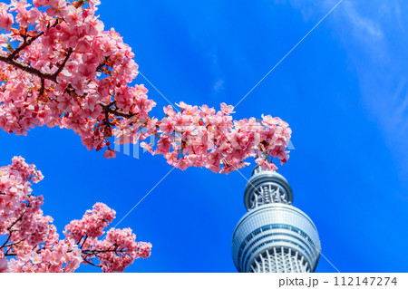 【季節の都市風景】東京スカイツリーと河津桜 112147274