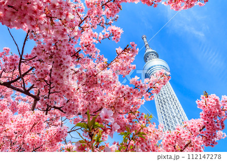 【季節の都市風景】東京スカイツリーと河津桜 【季節の都市風景】東京スカイツリーと河津桜 112147278