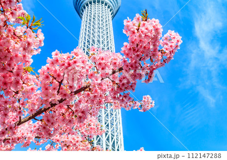【季節の都市風景】東京スカイツリーと河津桜 112147288
