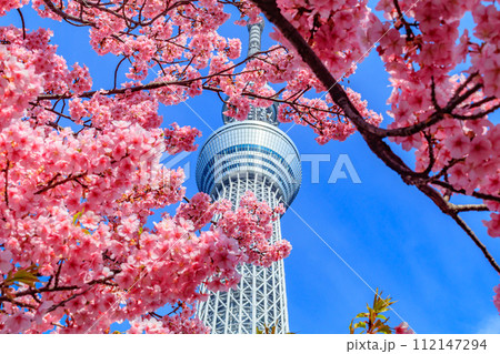 【季節の都市風景】東京スカイツリーと河津桜 【季節の都市風景】東京スカイツリーと河津桜 112147294