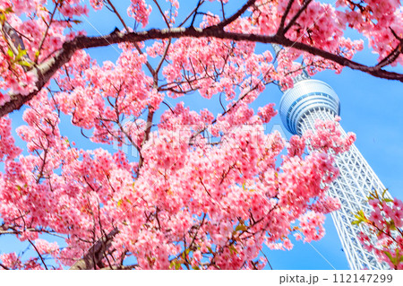 【季節の都市風景】東京スカイツリーと河津桜 【季節の都市風景】東京スカイツリーと河津桜 112147299