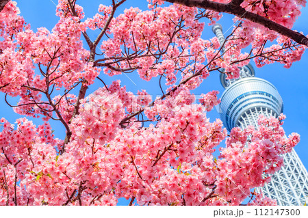 【季節の都市風景】東京スカイツリーと河津桜 112147300