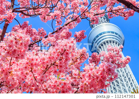 【季節の都市風景】東京スカイツリーと河津桜 112147301