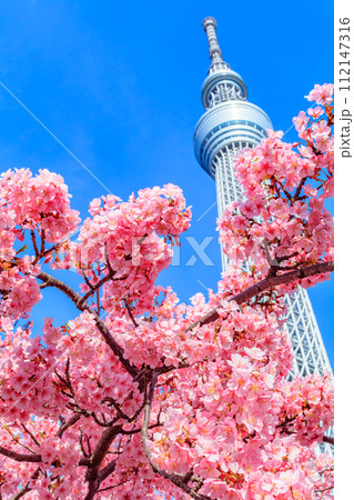 【季節の都市風景】東京スカイツリーと河津桜 【季節の都市風景】東京スカイツリーと河津桜 112147316