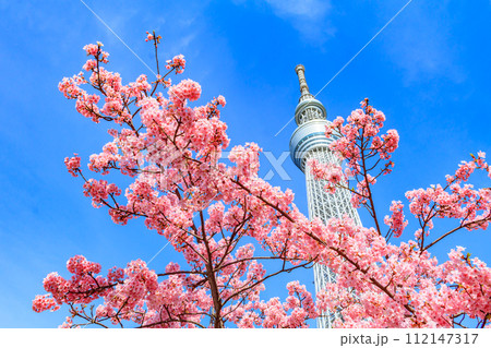 【季節の都市風景】東京スカイツリーと河津桜 【季節の都市風景】東京スカイツリーと河津桜 112147317