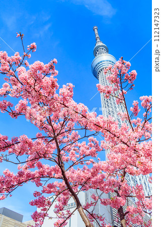 【季節の都市風景】東京スカイツリーと河津桜 【季節の都市風景】東京スカイツリーと河津桜 112147323