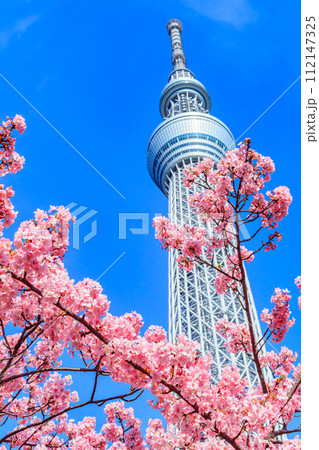 【季節の都市風景】東京スカイツリーと河津桜 112147325