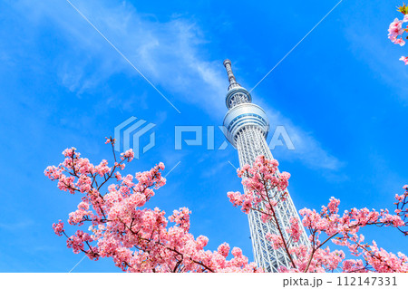 【季節の都市風景】東京スカイツリーと河津桜 112147331