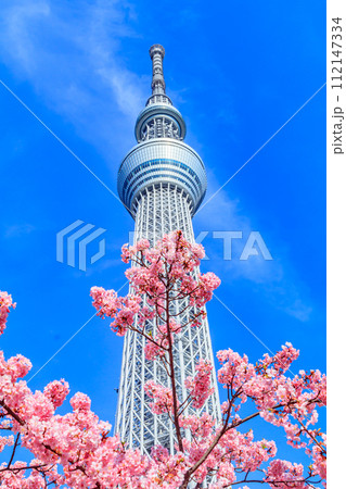 【季節の都市風景】東京スカイツリーと河津桜 【季節の都市風景】東京スカイツリーと河津桜 112147334