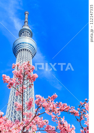 【季節の都市風景】東京スカイツリーと河津桜 【季節の都市風景】東京スカイツリーと河津桜 112147335