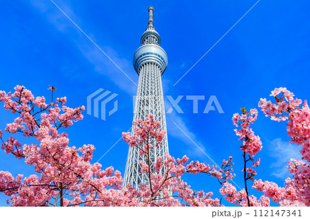 【季節の都市風景】東京スカイツリーと河津桜 112147341