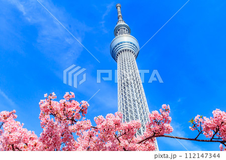 【季節の都市風景】東京スカイツリーと河津桜 112147344