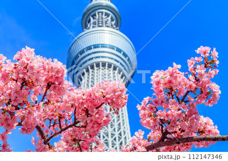 【季節の都市風景】東京スカイツリーと河津桜 【季節の都市風景】東京スカイツリーと河津桜 112147346