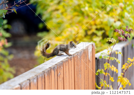 A little squirrel is sitting on a wooden fence, seemingly looking for food. 112147371