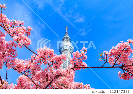 【季節の都市風景】東京スカイツリーと河津桜 【季節の都市風景】東京スカイツリーと河津桜 112147381
