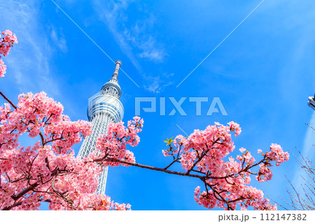 【季節の都市風景】東京スカイツリーと河津桜 112147382