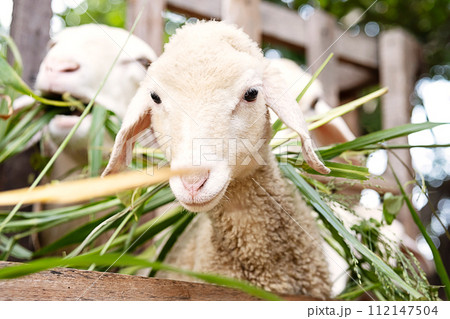 Cute little lamb. Animal portrait. Cute little lamb. Animal portrait. 112147504