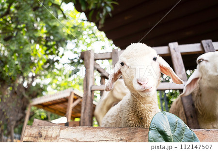 Cute funny little lamb at farm. Cute funny little lamb at farm. 112147507