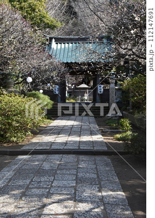 藤沢常立寺 梅の花が咲く頃 112147691
