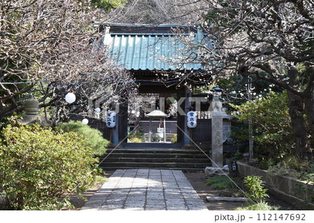 藤沢常立寺 梅の花が咲く頃 112147692