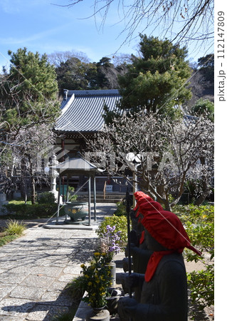 梅の花が咲く藤沢常立寺とお地蔵さん 112147809