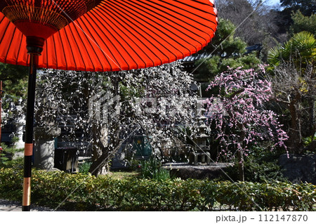赤い野点傘と梅の花咲く藤沢常立寺 赤い野点傘と梅の花咲く藤沢常立寺 112147870