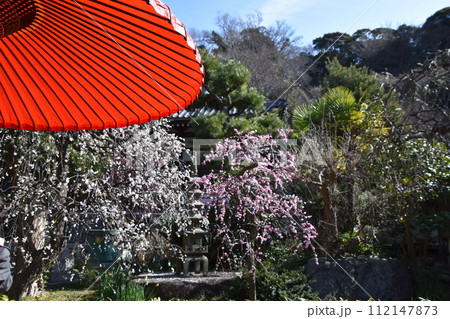赤い野点傘と梅の花咲く藤沢常立寺 赤い野点傘と梅の花咲く藤沢常立寺 112147873