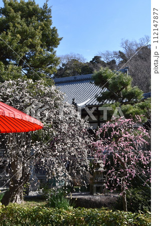 赤い野点傘と梅の花咲く藤沢常立寺 赤い野点傘と梅の花咲く藤沢常立寺 112147877