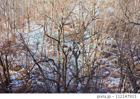 雪山に植樹されたたくさんの枯れ木 雪山に植樹されたたくさんの枯れ木 112147913