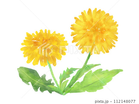 かわいいタンポポの水彩素材 112148077
