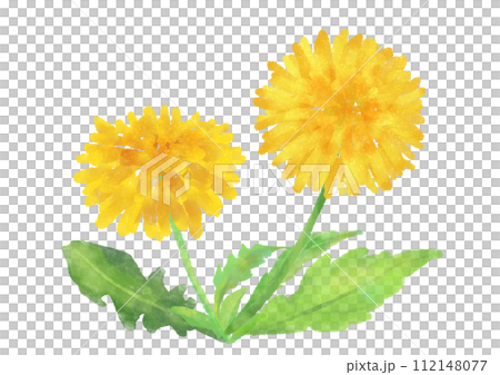 かわいいタンポポの水彩素材 112148077