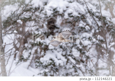 北海道の冬、クマタカの幼鳥。 112148221