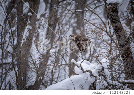 北海道の冬、クマタカの幼鳥。 112148222