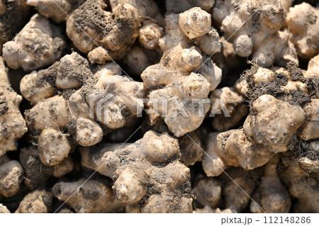 キクイモ（菊芋）の収穫 112148286