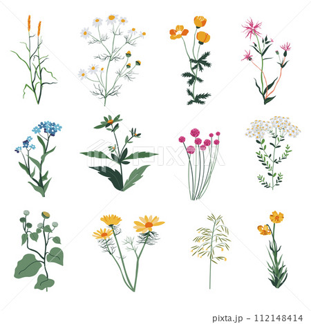 Plants and herbs, wild vegetation and botany bloom 112148414