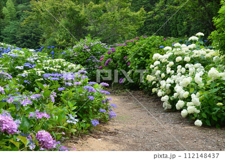 北茨城あじさいの森　2023-6-25　＃31 112148437