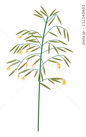 Wildflower grass with blossom, wild vegetation 112148603