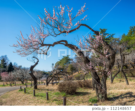 見事な枝ぶりのピンクの梅「見驚」 見事な枝ぶりのピンクの梅「見驚」 112148657