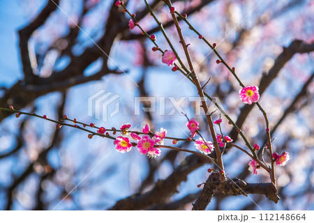 紅白の花を咲かせる梅「思いのままに」3 112148664