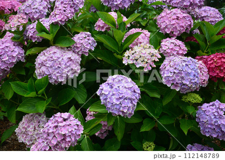 北茨城あじさいの森 2023-6-25 #41 北茨城あじさいの森 2023-6-25 #41 112148789