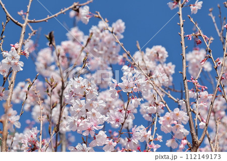 満開の彼岸桜 112149173