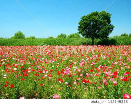初夏の江戸川河川敷のポピー畑風景 112149238