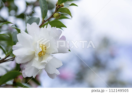 サザンカ サザンカ 112149505