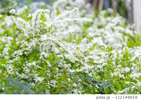 ユキヤナギ 花 ユキヤナギ 花 112149658