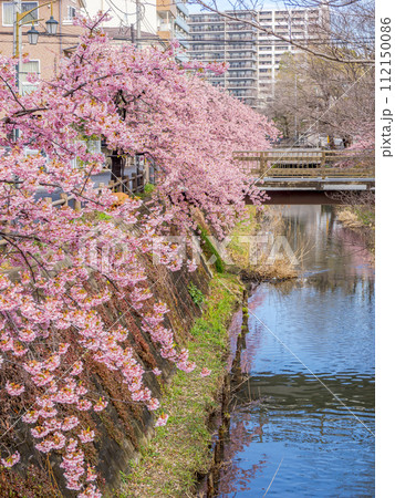 川沿いに咲く河津桜のある風景(千葉県松戸市・松戸宿坂川) 川沿いに咲く河津桜のある風景(千葉県松戸市・松戸宿坂川) 112150086