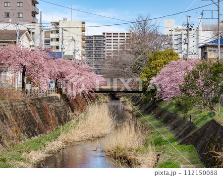 川沿いに咲く河津桜のある風景(千葉県松戸市・松戸宿坂川) 川沿いに咲く河津桜のある風景(千葉県松戸市・松戸宿坂川) 112150088