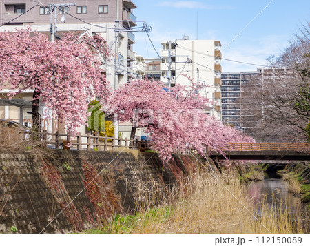 川沿いに咲く河津桜のある風景（千葉県松戸市・松戸宿坂川） 112150089