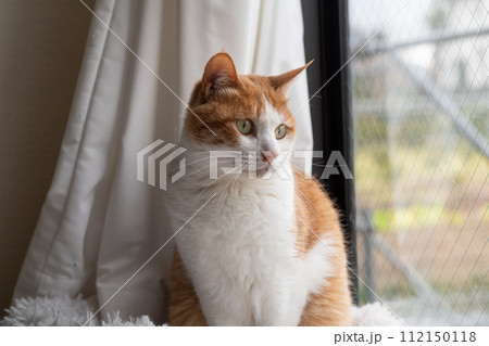 見つめる猫 茶トラ白 見つめる猫 茶トラ白 112150118