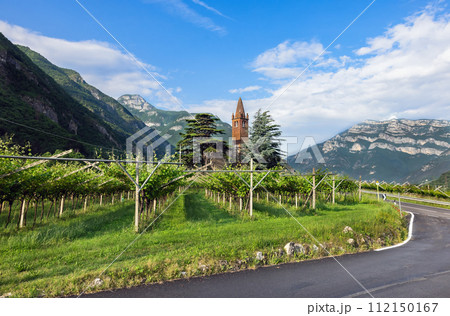 mountain vineyards in the Trento region mountain vineyards in the Trento region 112150167